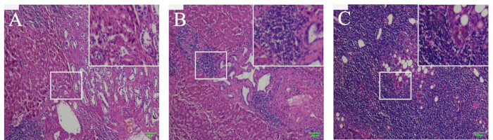 Histology comparison of tissue samples A, B, C; microscope images, cellular structure analysis.