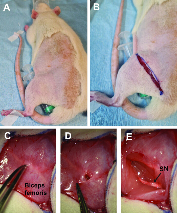 Rat dissection sequence showing sciatic nerve exposure; surgical method, biceps femoris incision.