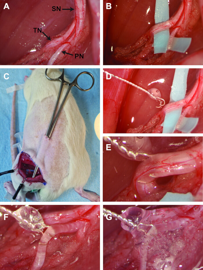 Nerve exposure and surgical setup in rodent sciatic nerve study; includes close-up images.