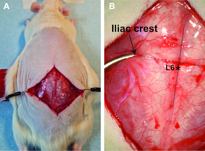 Rat spinal surgery procedure; iliac crest location marked, diagram for anatomical study.