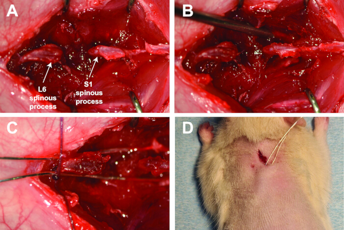 Surgical procedure on animal spine, identifying L6 and S1 spinous processes; anatomy study.