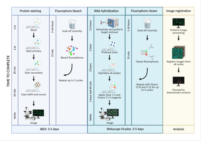 figure-results-1 Protein staining diagram; RNAscope workflow; fluorescence imaging; analysis process.