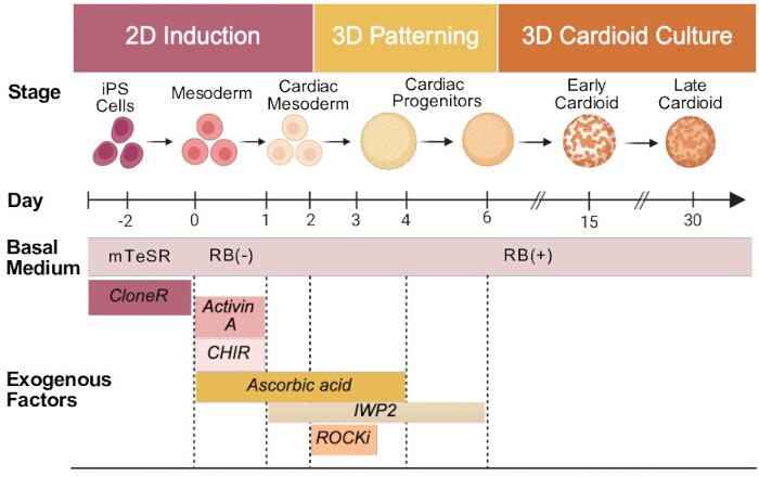 Cardiac differentiation process diagram, iPS cells to cardiomyocytes, 2D induction, 3D culture.