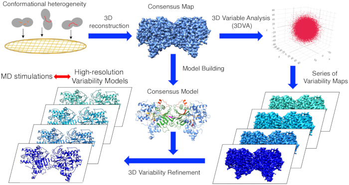 figure-introduction-1 3D reconstruction and variability analysis diagram showing conformational heterogeneity in models.