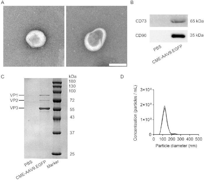 病毒颗粒的电子显微镜观察；Western blot；蛋白质的SDS-PAGE；颗粒尺寸图。