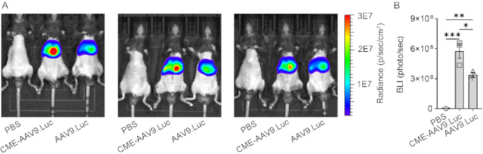 figure-results-3 体内生物发光检测结果;小鼠的光学成像及辐射通量量化柱状图。