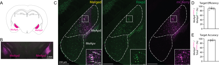 Neuroscience study, brain region diagram; fluorescent markers MeApd in microscopy, target analysis graphs.