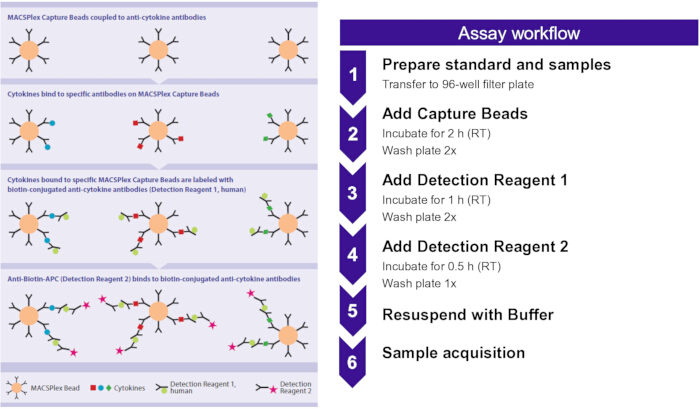 Cytokine assay workflow diagram; includes bead labeling, reagent addition, incubation steps.