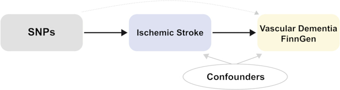 SNPs to ischemic stroke to vascular dementia flowchart; genetic pathway analysis diagram.