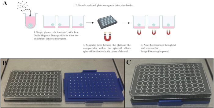 Cell spheroid formation via magnetic nanoparticles; diagram, multiwell setup, magnetic assay process.