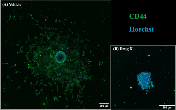 Fluorescence microscopy, CD44 expression, Hoechst stain, drug impact on cell morphology, diagram.