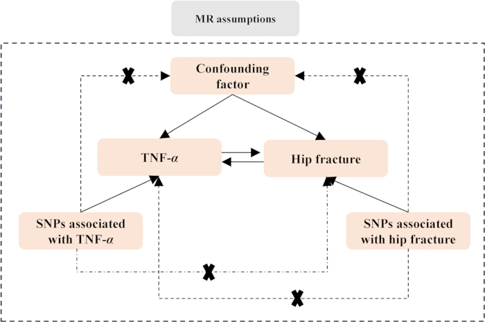Mendelian randomization assumptions diagram showing TNF-α, confounding factor, SNPs, and hip fracture.