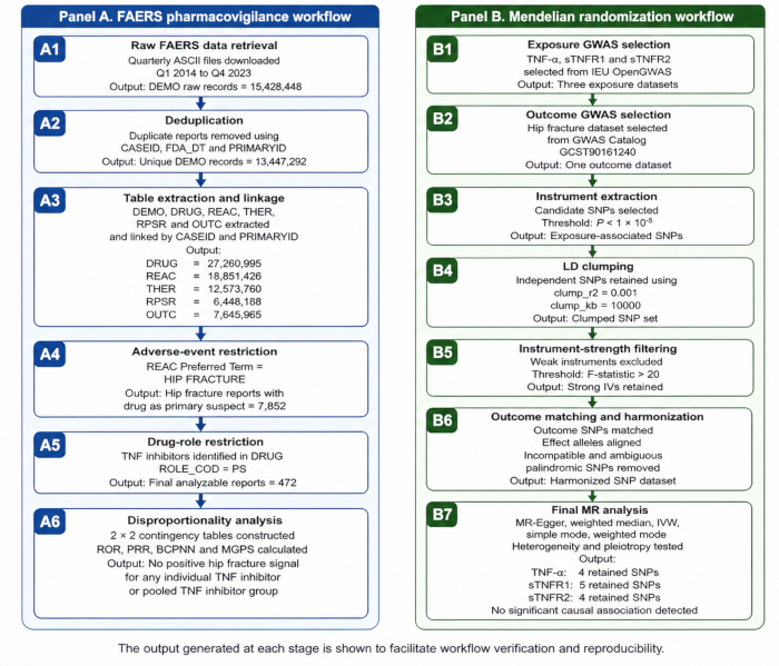 FAERS pharmacovigilance and Mendelian randomization workflows, diagram of data processing steps.