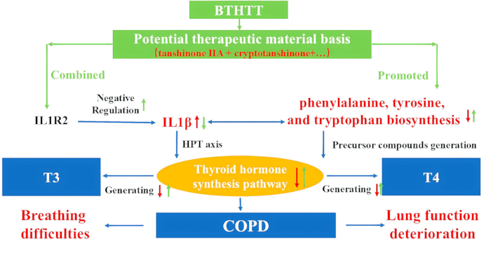 figure-results-12 Thyroid hormone synthesis pathway diagram related to COPD, showing hormone interaction and regulation.