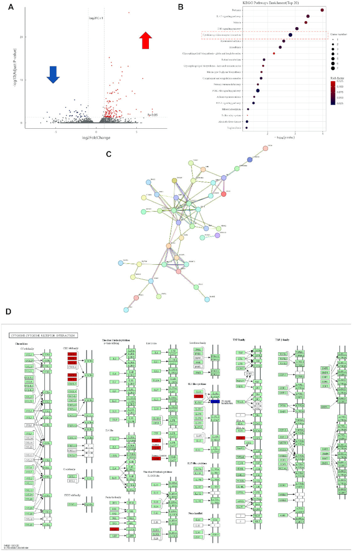 figure-results-4 Volcano plot, KEGG enrichment graph, protein interaction map, cytokine-cytokine receptor diagram.