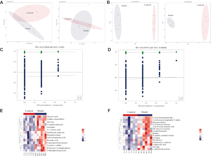 figure-results-5 PCA and permutation analysis results with heatmaps for metabolomic comparison: Control vs. Model.