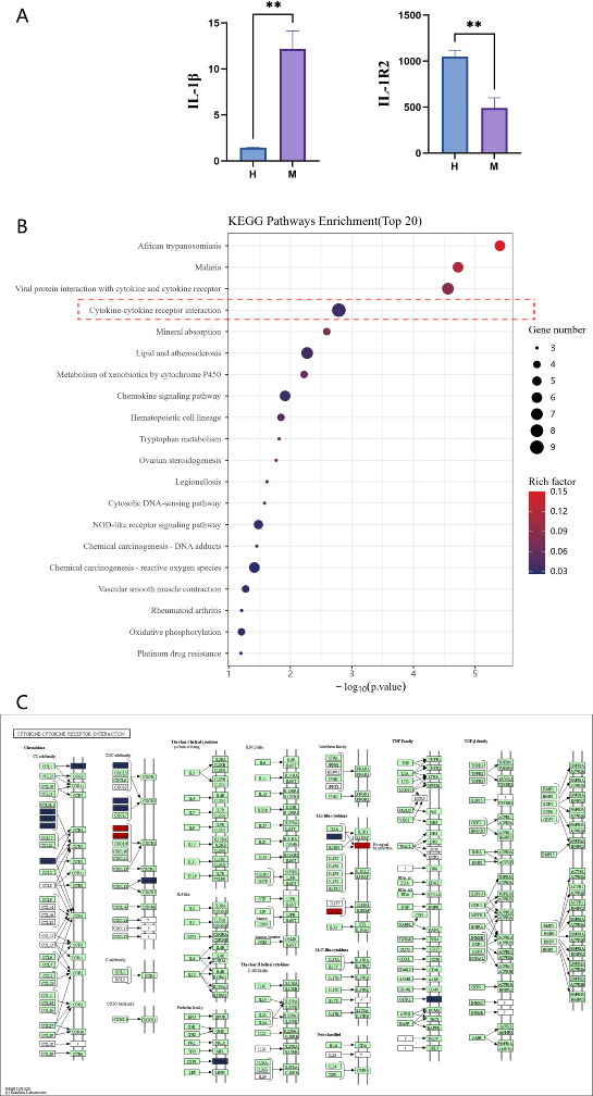 figure-results-8 Bar graphs of IL-1β and IL-1R2 levels; KEGG pathway enrichment chart; cytokine interaction diagram.