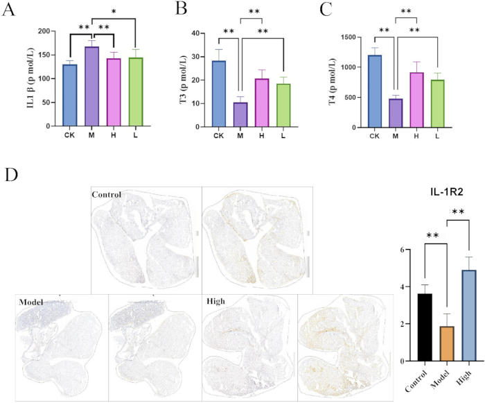 figure-results-9 Bar chart of IL1β, T3, T4 levels in CK, M, H, L groups; histology and IL-1R2 expression results.