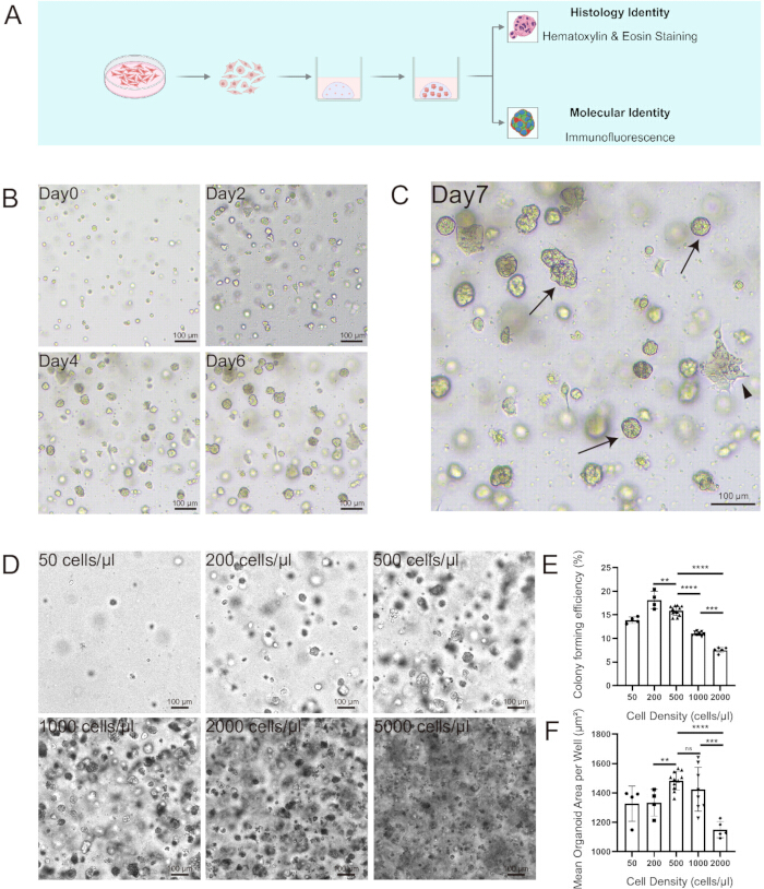 figure-results-1 Cell growth and staining process diagram, density experiments, fluorescence, and data analysis.