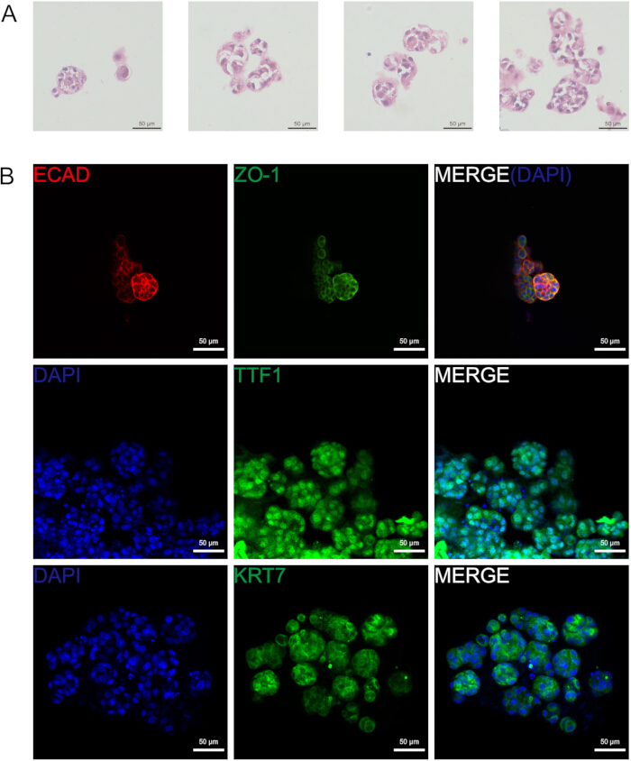 figure-results-2 Histological and immunofluorescence analysis; cell morphology and protein localization; microscopy.