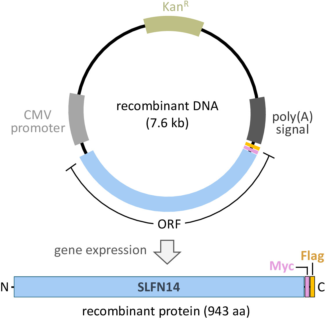 Rapid Production of Recombinant Human SLFN14 Ribonuclease and ...