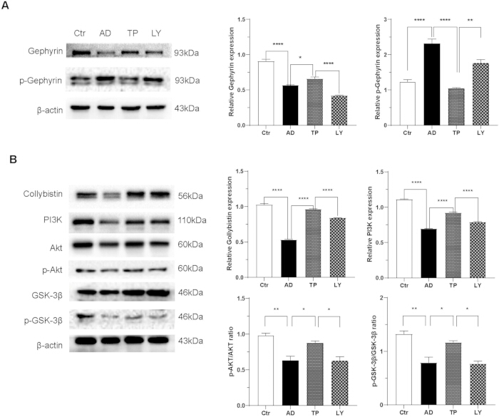 Western blot analysis; Gephyrin, PI3K expression; protein phosphorylation; bar graph results.