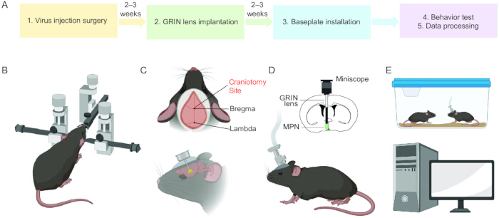 figure-results-1 Virus injection surgery and GRIN lens implantation in mouse for neural imaging; diagram.