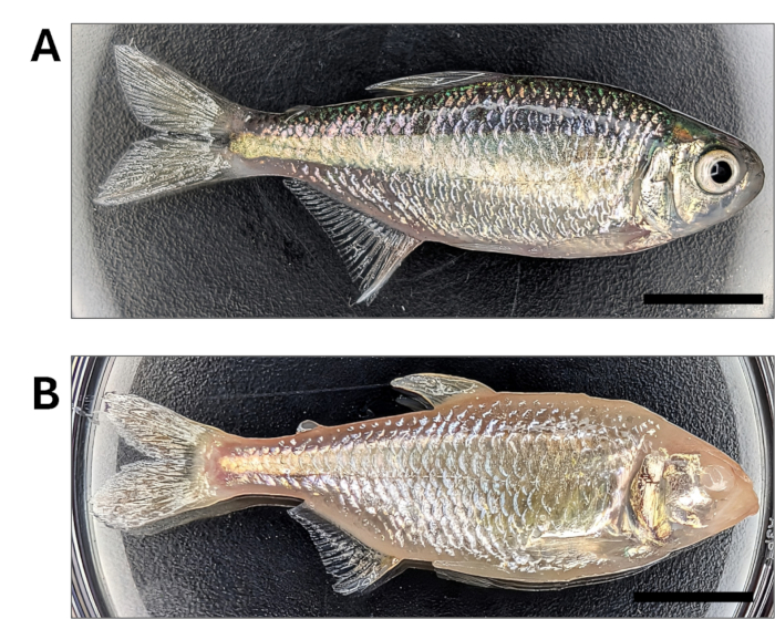 Fish anatomy comparison; two specimens on petri dishes for morphological study.