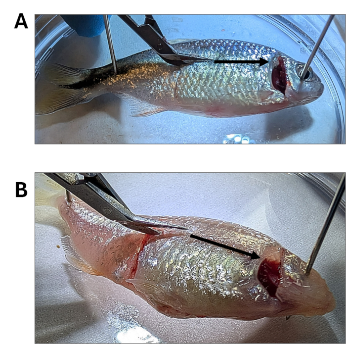 Dissection process, fish anatomy, laboratory experiment showing incision with tools for educational study.