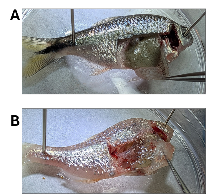 Dissected fish anatomy comparison; part A and B diagrams, illustrating internal structure.
