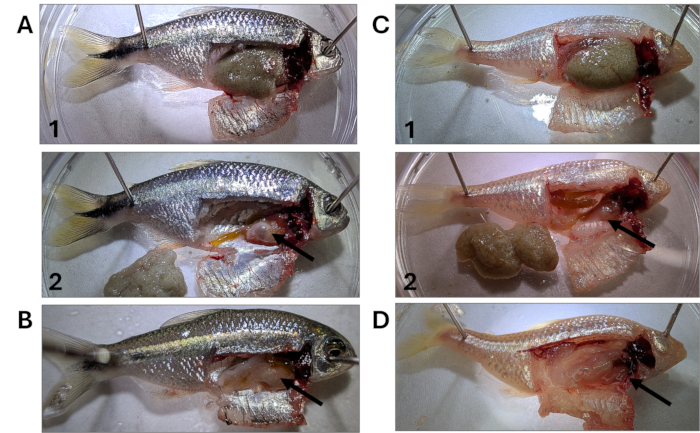 Fish dissection experiment; four-step digestive system analysis; educational biology diagram.