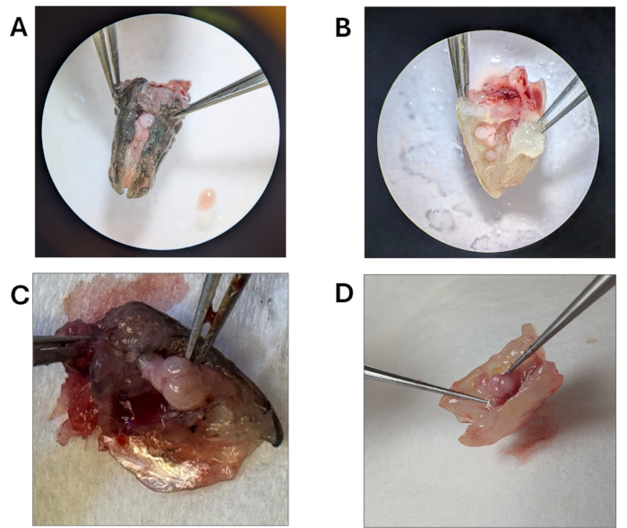 Tissue dissection experiment, close-up; microscopic inspection; anatomical study; histological analysis.