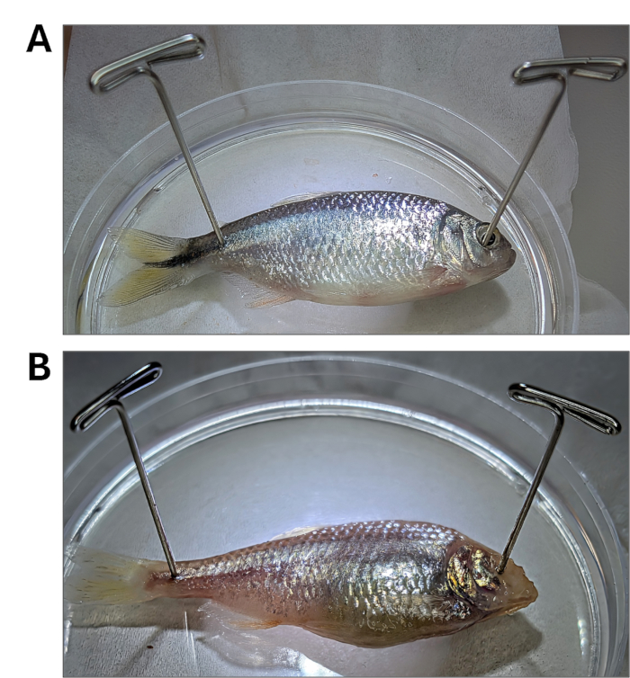 Fish dissection setup in petri dish; steps A-B in diagram study anatomy preservation process.