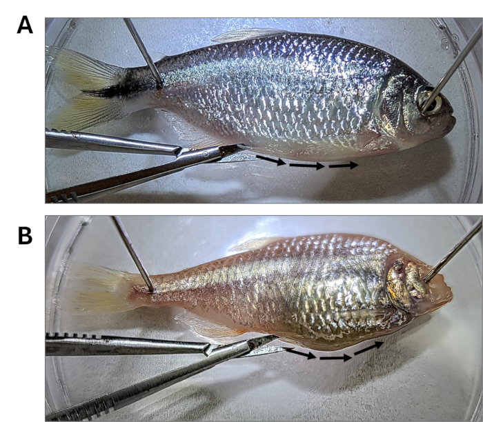 Fish muscular response experiment; shows dissection setup for muscle stimulation observation.