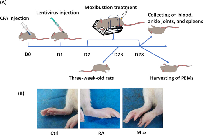 Rheumatoid arthritis study diagram; CFA injection, lentivirus, moxibustion, PEMs harvest process.
