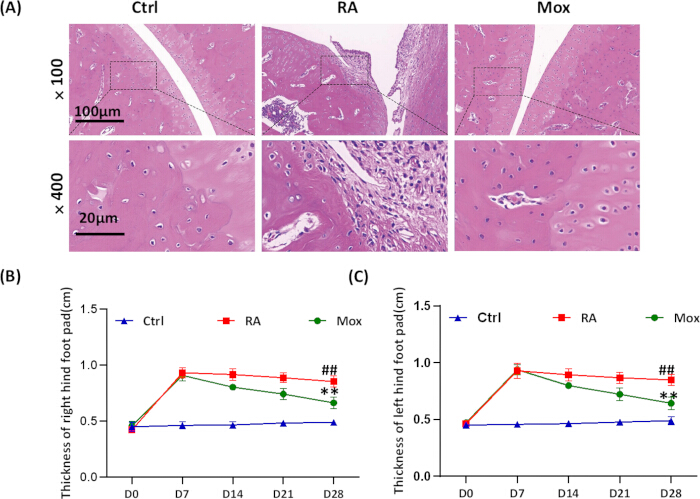 Histological analysis of tissue sections at 100x, 400x magnification and foot pad thickness graphs.