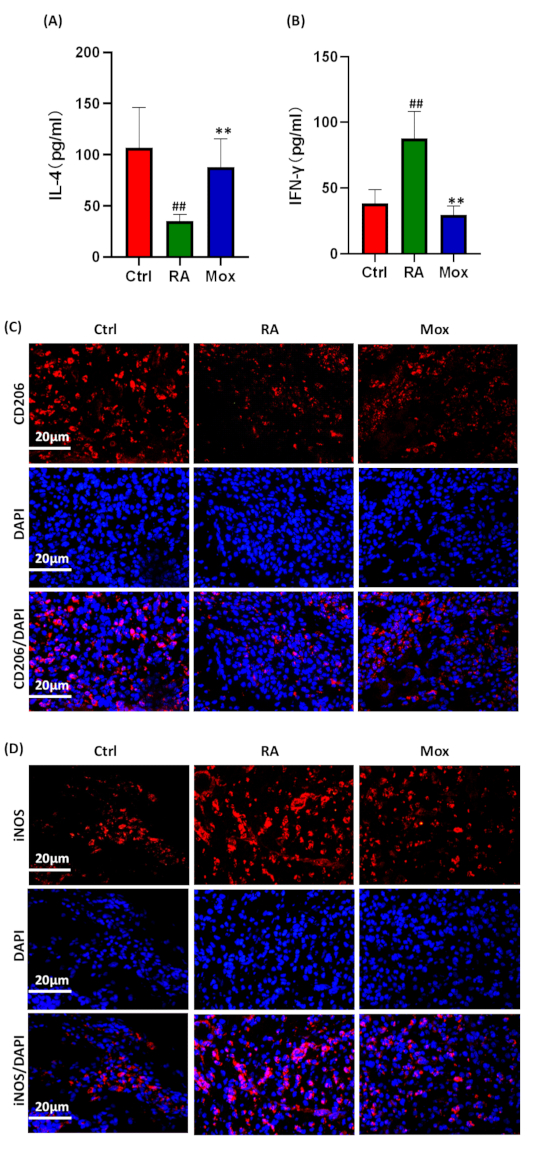 IL-4, IFN-γ levels bar chart; immunofluorescence images CD206, DAPI, iNOS comparison (Ctrl, RA, Mox).