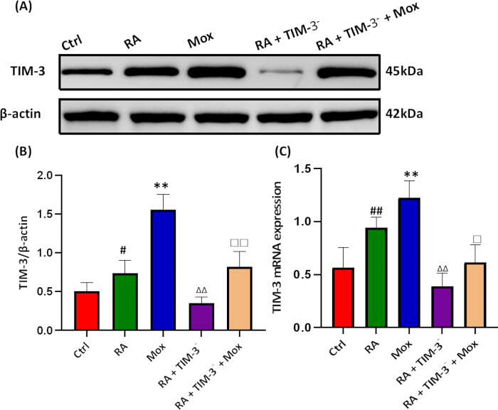 Western blot and bar charts showing TIM-3 β-actin ratio, mRNA expression analysis results.