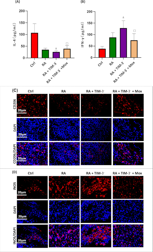 IL-4 and IFN-γ expression graphs and CD206/iNOS immunofluorescence assays; cytokine response study.