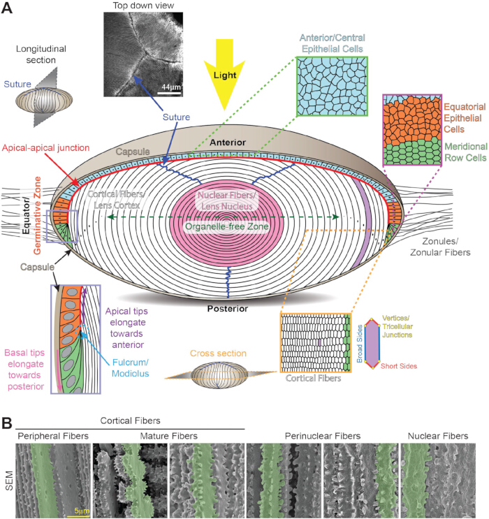 Lens anatomy diagram illustrating fiber organization, cell types, and SEM micrographs of cortical fibers.