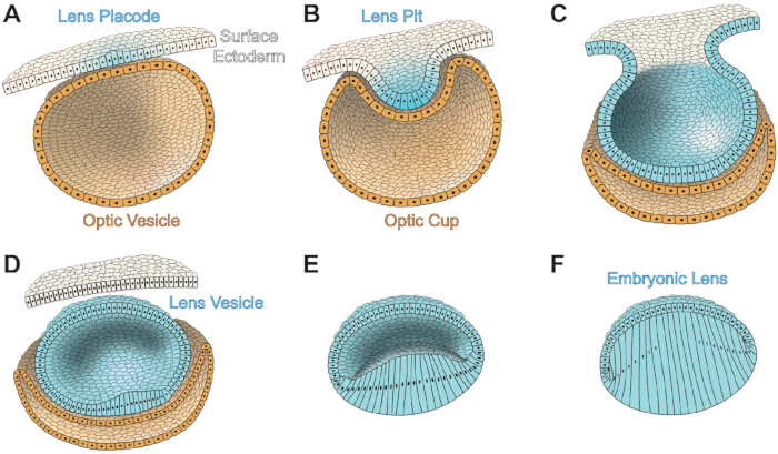 figure-protocol-1 Lens development stages; diagrams show optic vesicle to embryonic lens formation steps.