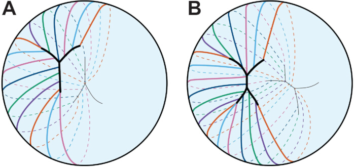 figure-protocol-2 Phylogenetic tree diagrams with evolutionary pathways in circular layout, visualizing lineage divergence.