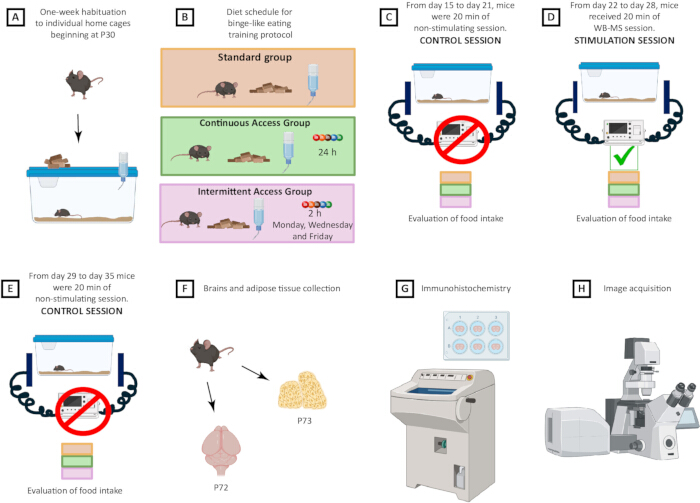 Mouse feeding behavior study; diagram; experimental setup; diet protocol; immunohistochemistry; microscopy.