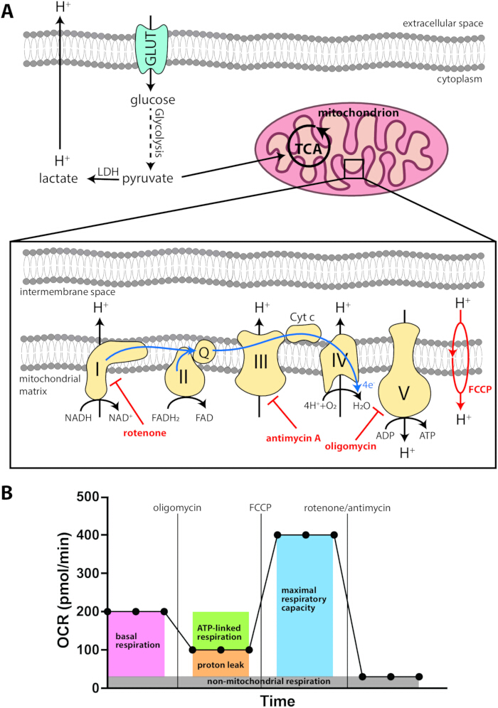 figure-results-1 Cellular respiration pathway, mitochondria diagram, electron transport chain, OCR graph analysis.