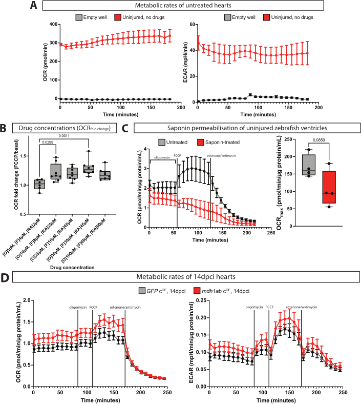 figure-results-3 Zebrafish heart metabolism analysis; OCR, ECAR rates in drug and saponin-treated setups; graph results.