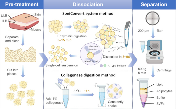 Pre-treatment, dissociation, separation process; single-cell suspension, enzyme digestion diagram.