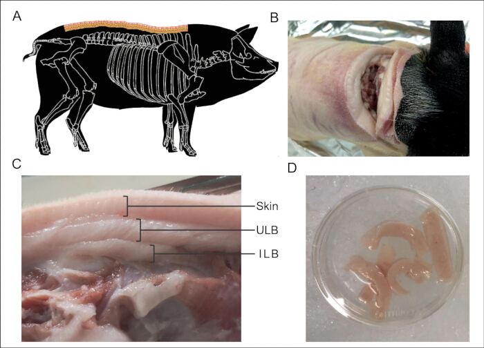 Pig dissection process; anatomical diagram, labeled layers, dissected tissue in a petri dish.