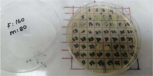 Petri dish with grid for microbial growth; colony counting experiment.