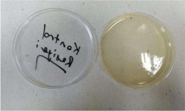 Petri dish experiment with agar for microbial growth analysis, showing control and test sample setup.