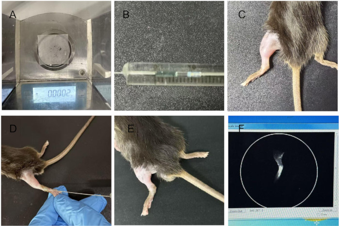 Experimental setup series analyzing limb growth in mice; weighing scale, injection, and CT scan results.